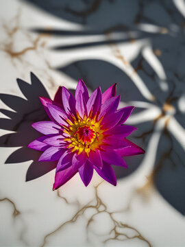 Vibrant Purple Water Lily Flower in Full Bloom &ndash; Close-Up Botanical Photography for Nature, Background, and Aesthetic Design