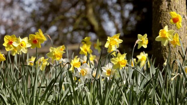 Springtime daffodils. A host of golden daffodils swaying gently in the spring breeze of an English country garden. Fixed camera, nature detail.