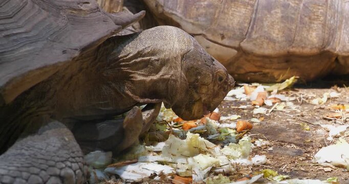 Tortoise eats vegetables, carrots and cabbages