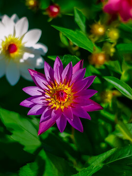 Vibrant Purple Water Lily Flower in Full Bloom &ndash; Close-Up Botanical Photography for Nature, Background, and Aesthetic Design