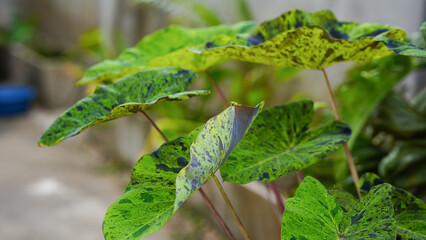 Beautiful green and black color of Elephant's Ear Colocasia 'Mojito'
