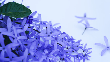 Close-up Petrea volubilis beautiful purple flower blossom with green leaves isolated on white background, known as purple wreath, queen's wreath, sandpaper vine, and nilmani.