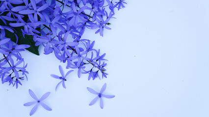 Close-up Petrea volubilis beautiful purple flower blossom with green leaves isolated on white background, known as purple wreath, queen's wreath, sandpaper vine, and nilmani.
