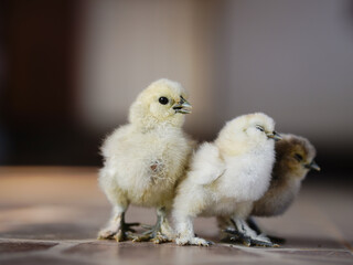 Little chicken sitting on the ground with autumn leaves. Selective focus.