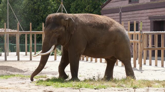 A beautiful big elephant walks around the zoo