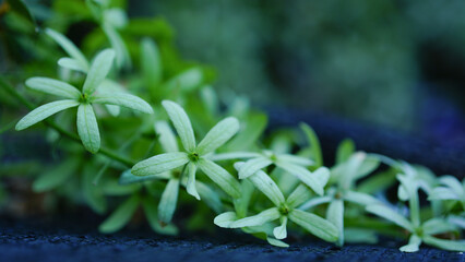 Sandpaper Vine Purple Wreath flower bunch purple bouquet of five petals like a five pointed petal...