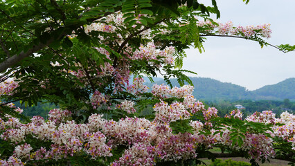 Cassia bakeriana, also commonly known as the pink shower tree, wishing tree.  Bloomimg Pink Flower. Romantic Scene