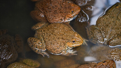 Frog farming on large farms