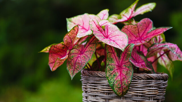 Fresh pink red leaf with green edge or caladium bicolor (araceae)  in  heart shaped patterns in pot top view garden background