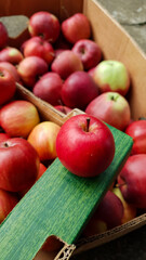 Close-up of a red apple on the background of boxes with fresh ripe apples. Concept of gardening, farming aesthetics, eco organic fruit
