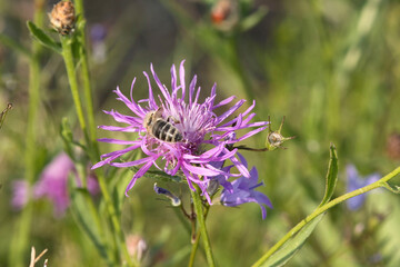 Bee on knapweed