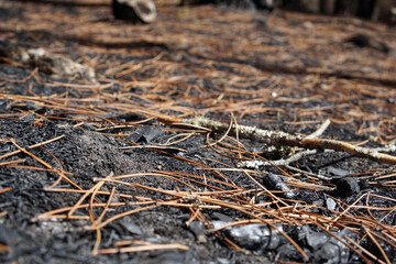 Close-up of burnt forest floor