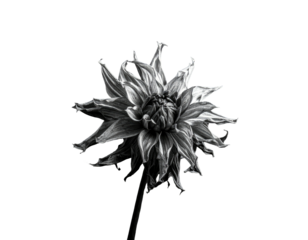 A monochrome macro captures a dahlia blossom against an ink-black backdrop, emphasizing its delicate structure
