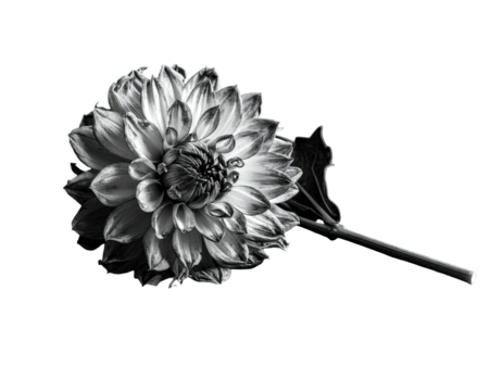 A monochrome floral portrait shows a Dahlia in partial bloom with a long stem