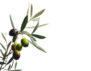 rama de olivo con aceitunas