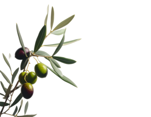 rama de olivo con aceitunas