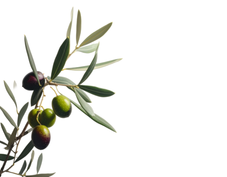 rama de olivo con aceitunas