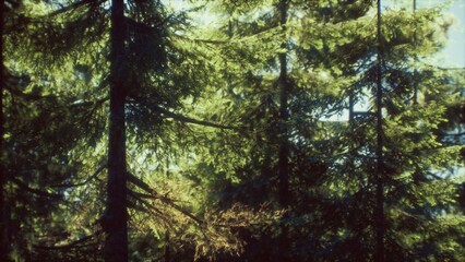 Fototapeta premium Morning sunlight softly shines through dense pine trees, creating a peaceful atmosphere in the forest. The vibrant green foliage enhances the serene beauty of nature.