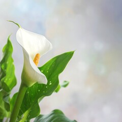 Elegant white lily flower with yellow stamen, green leaves, bokeh