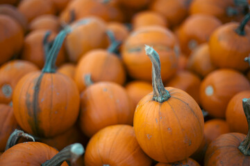 Halloween. Carved Halloween pumpkins glowing with candlelight inside at night, spooky and festive atmosphere with dark background.