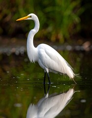 Elegant white wading bird standing in shallow water, reflecting