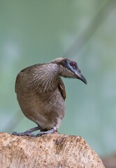 Helmeted friarbird