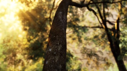 Fototapeta premium Sunlight bursts through the canopy, casting a warm glow on the trunk of a majestic tree. Leaves shimmer in the gentle breeze, creating a peaceful atmosphere in the lush forest.