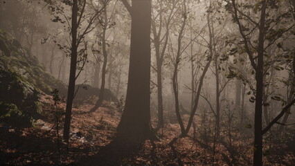 Fototapeta premium Morning light filters through tall trees in a foggy forest. Soft shadows play on the ground surrounded by fallen leaves and rocks, creating an ethereal atmosphere filled with mystery.