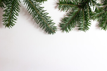 Christmas tree branches on a white background. Copy space.