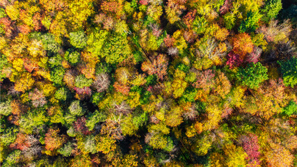 Straight down aerial view of beautiful colorful autumn forest, treetops, at sunrise.