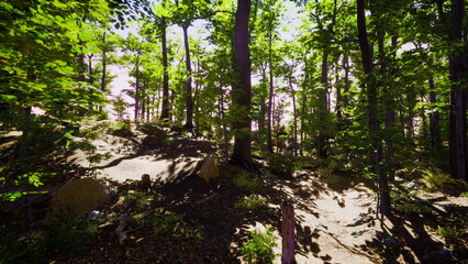 Fototapeta premium Gentle sunlight filters through vibrant green leaves in a serene forest, creating a calming atmosphere. Birds sing while nature thrives in this tranquil woodland escape.