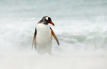 Gentoo penguin standing on a sandy beach surrounded by sea spray and ocean waves
