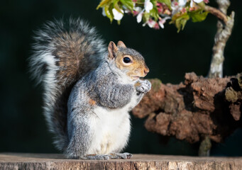 Obraz premium Grey squirrel eating nut on a tree stump with a blossoming cherry tree branch in the background