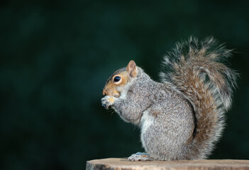 Grey squirrel eating nut on a tree stump
