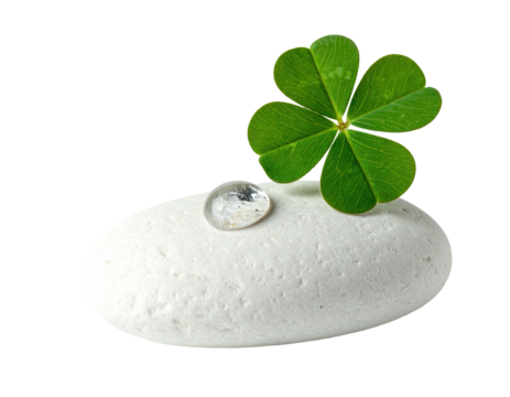 A smooth white stone holds a single water droplet and lucky three-leaf clover