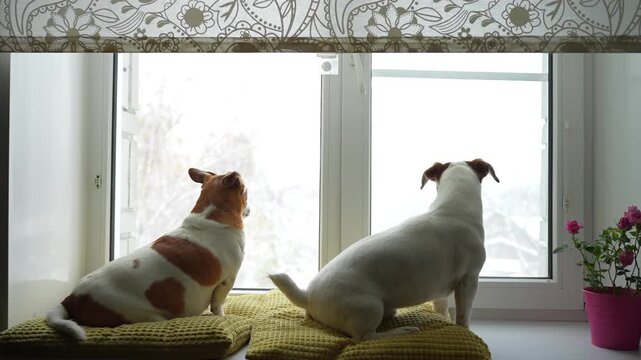Two dogs in an window, howling, guarding and barking at what they see outside.	