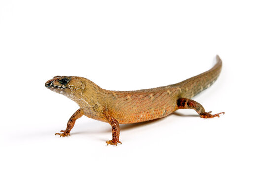 Chinesischer Wasserskink // Chinese water skink (Tropidophorus sinicus)