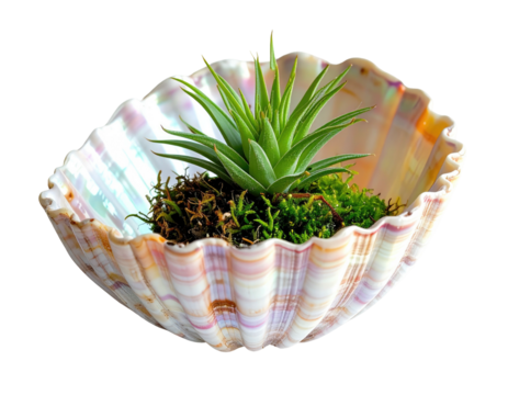 Vibrant indoor succulent arrangement in a scalloped iridescent seashell, with dark backdrop