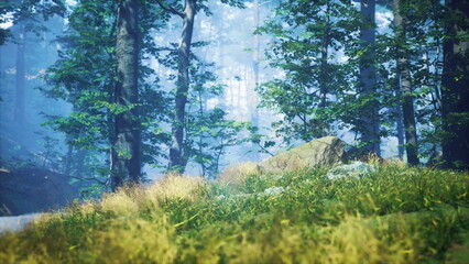 Soft green grass blankets the ground, surrounded by tall, majestic trees. A gentle mist weaves through the forest, creating a serene and magical atmosphere perfect for quiet reflection.