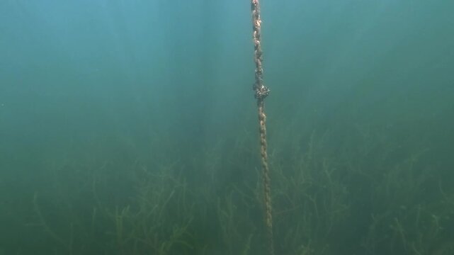 A marker buoy floats above, tethered by a visible chain descending to the lakebed. The camera captures the scene from below in a clear freshwater lake.