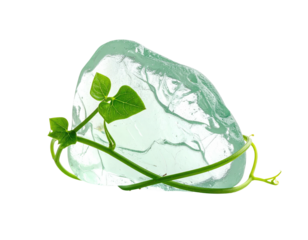 A translucent turquoise block entwined by a green vine with fresh leaves against a black backdrop