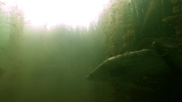 A zander &ndash; Sander lucioperca &ndash; emerges from aquatic plants and swims past the camera, backlit by soft light. Beautiful scene highlighting its silhouette and graceful motion.