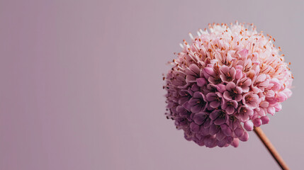 Pink Spherical Flower On Soft Pink Background, Closeup Botanical Photography For Wallpaper, Poster, Banner, Elegant Floral Decor And Nature Concept