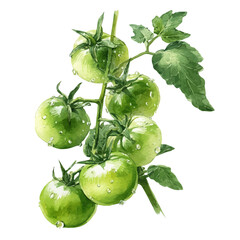 Set Of Green Tomatoes On Stem Very Natural, watercolor drawing vector, isolated on a white background.
