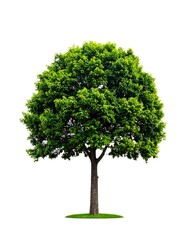 Fototapeta premium A vibrant green tree stands alone against a stark white background, its full crown lush with leaves, simple elegance
