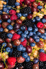 Gooseberries, blueberries, mulberry, raspberries, white and red currants.
