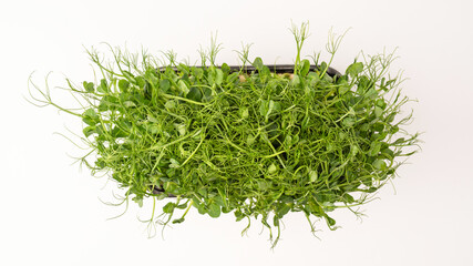 Fresh pea microgreen sprouts isolated on a white background.