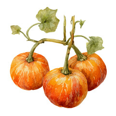 Set Of Round Pumpkins On Stem Very Natural, watercolor painting vector, isolated on a white background.