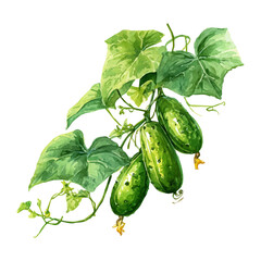 Cucumber On Vine Set, watercolor painting vector, isolated on a white background.