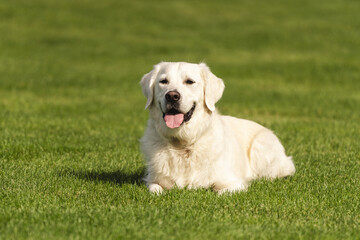 Portrait of a happy, white Golden Retriever dog lying relaxed on a lush green lawn on a sunny day